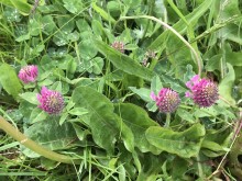 Red Clover