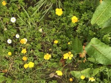 x6 Meadow Buttercup