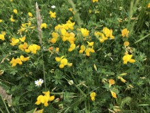 1 Bird's-foot Trefoil 2