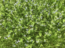 5 Germander Speedwell