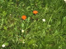 No Mow May 10