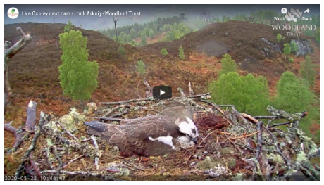 osprey cam