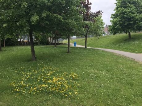 1 Bird's-foot Trefoil zone