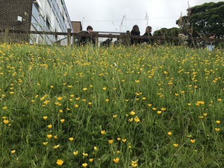 3 Meadow Buttercups