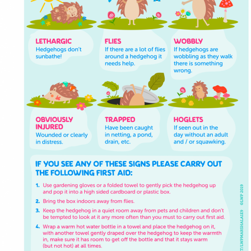 07 Hedgehog SOS poster
