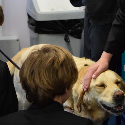 Diversity Day Guide dogs